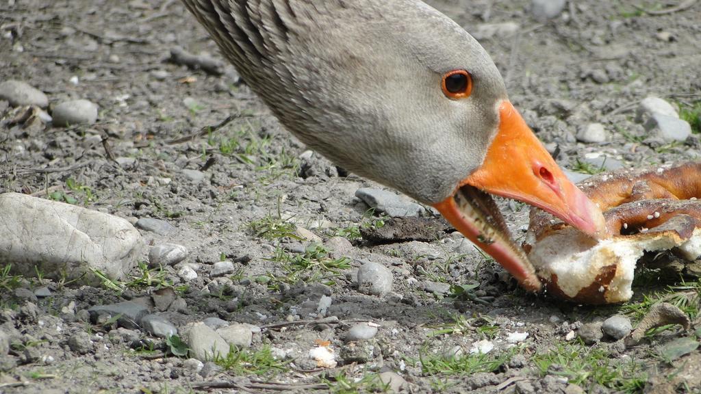 Zaisslhaeusl Hof Ferienwohnungen Übersee Eksteriør bilde